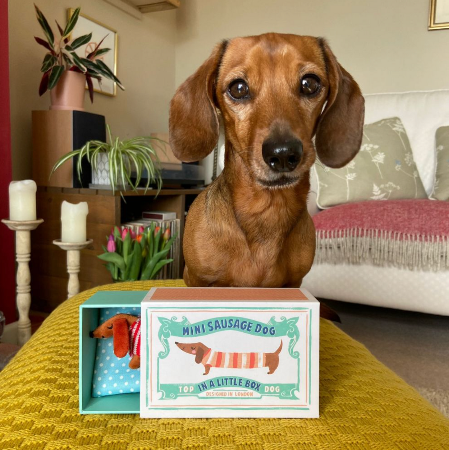 Mini Sausage Dog In A Little Box