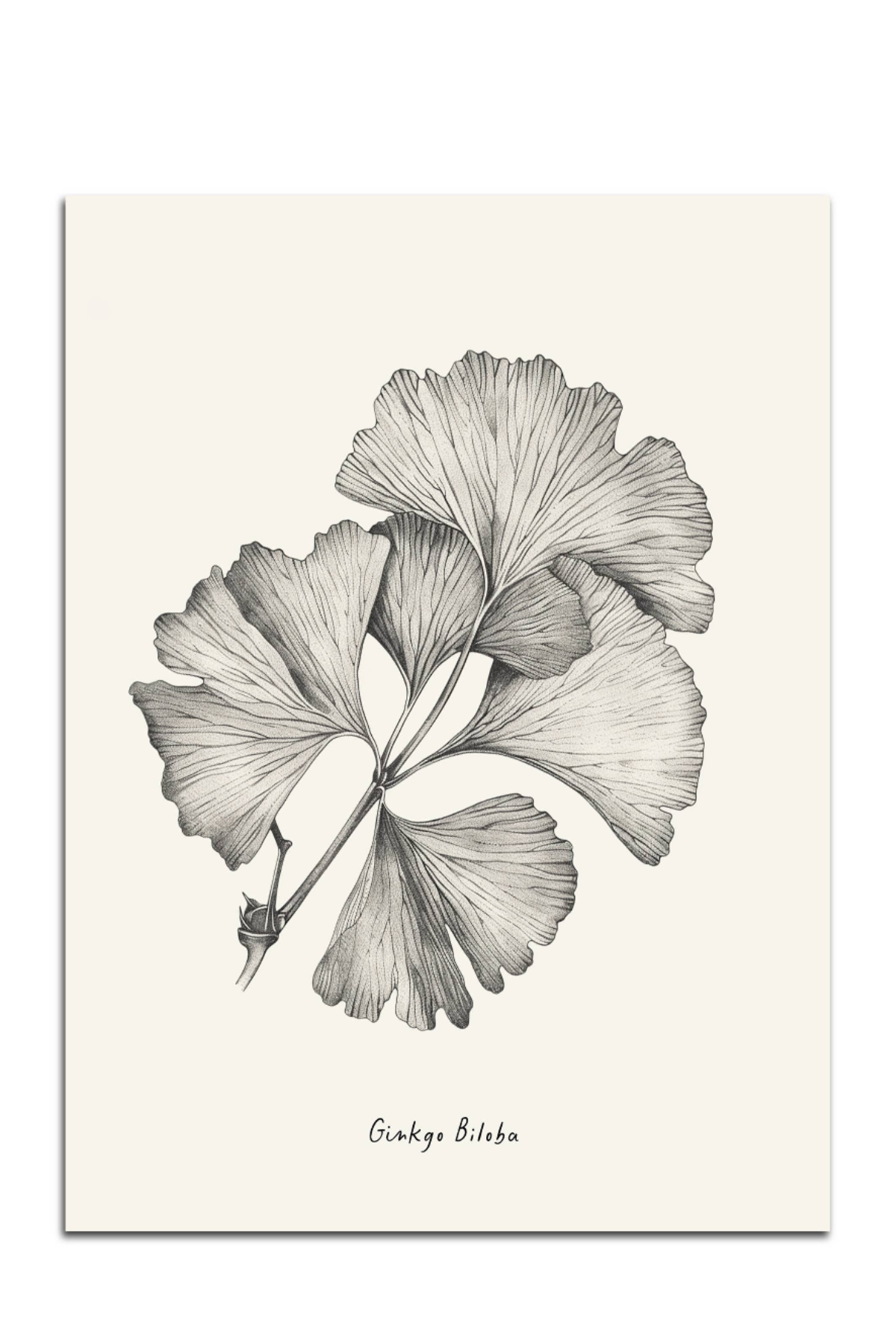 Ginkgo Biloba Leaf Print