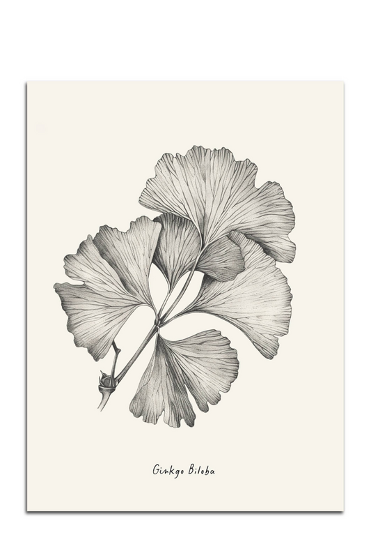 Ginkgo Biloba Leaf Print